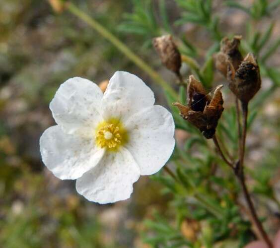 Image of Halimium umbellatum (L.) Spach