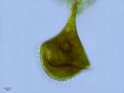 Image of Ciliophora