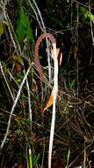 Image of Anthurium longipes N. E. Br.