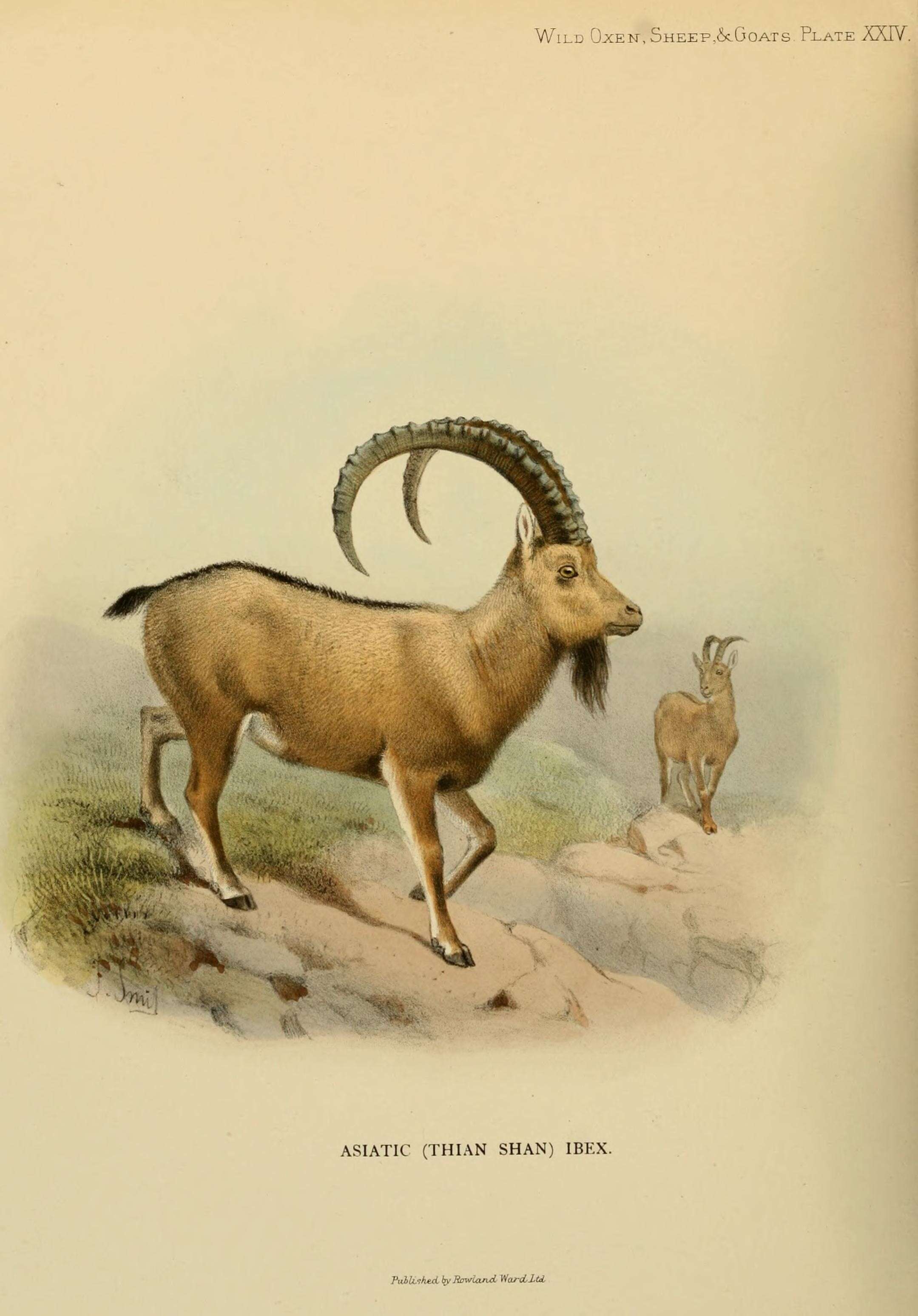 Image of Asiatic Ibex