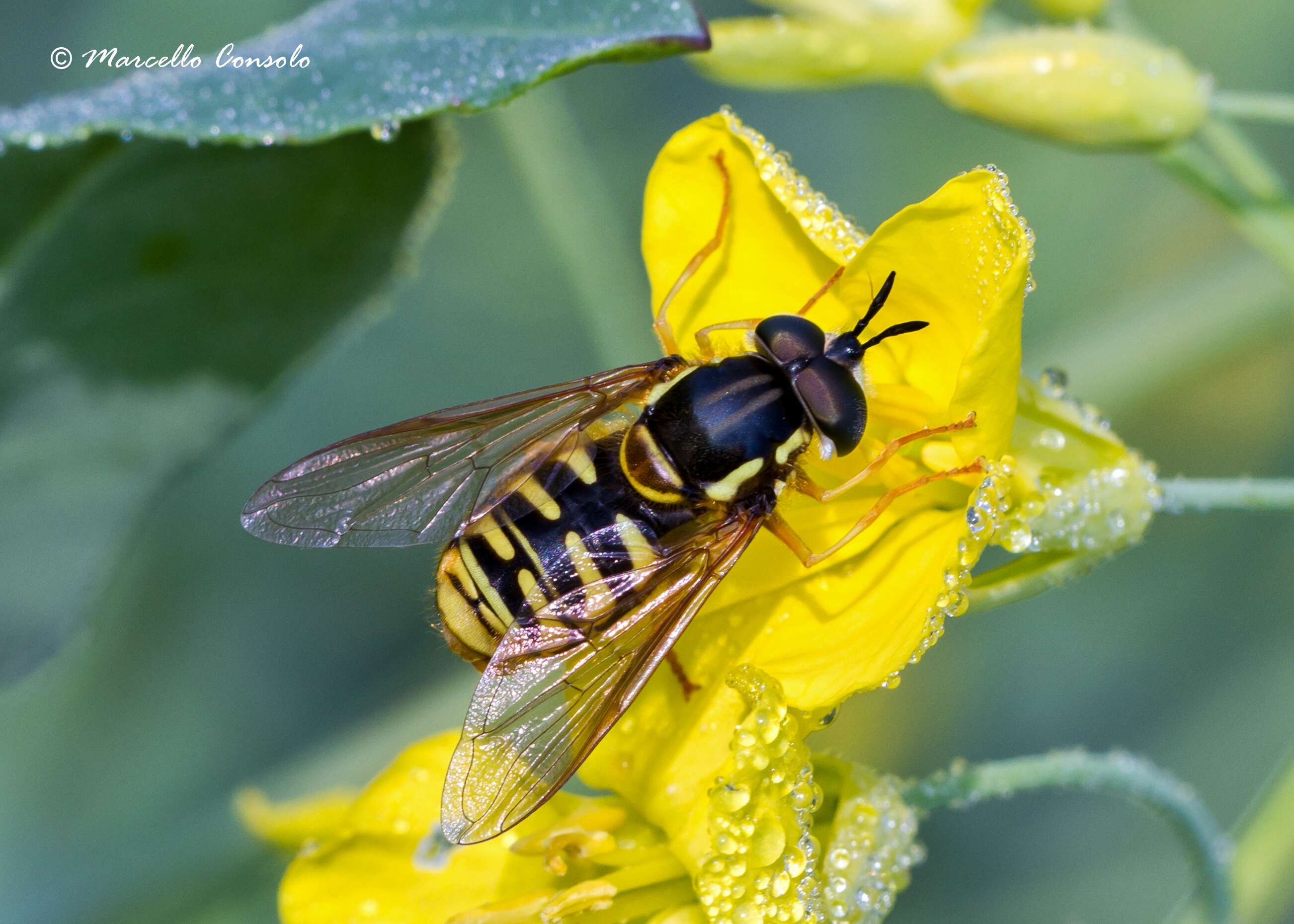 Image of Chrysotoxum cautum (Harris 1776)