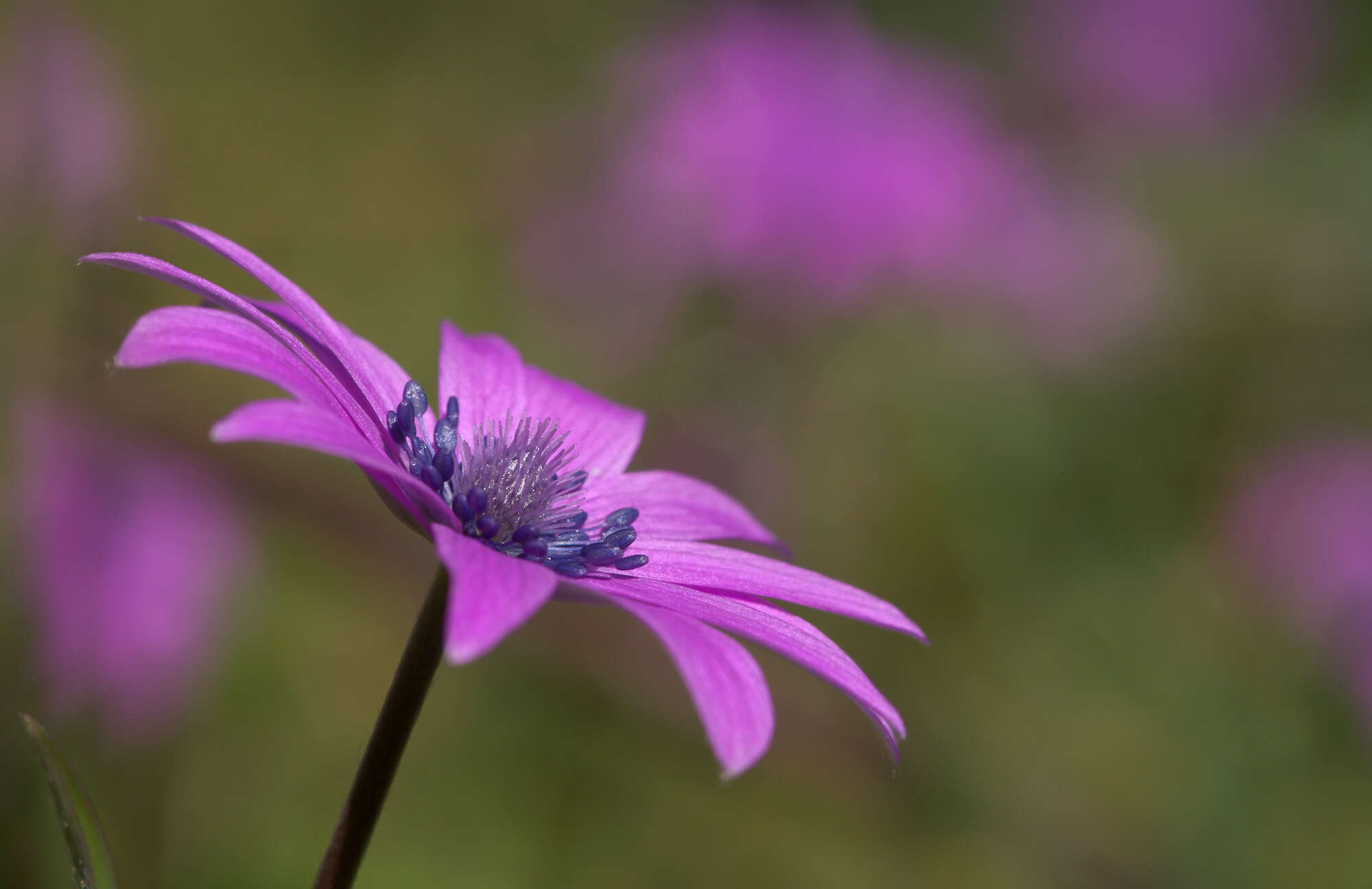 Image of broad-leaved anemone