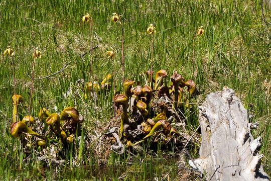 Image of California Pitcher Plant