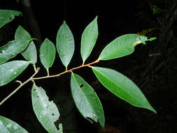 Plancia ëd Ardisia dunlapiana P. H. Allen