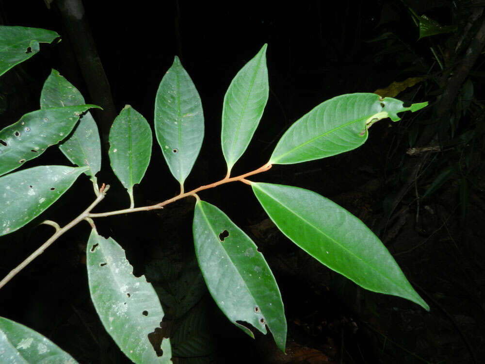 Plancia ëd Ardisia dunlapiana P. H. Allen