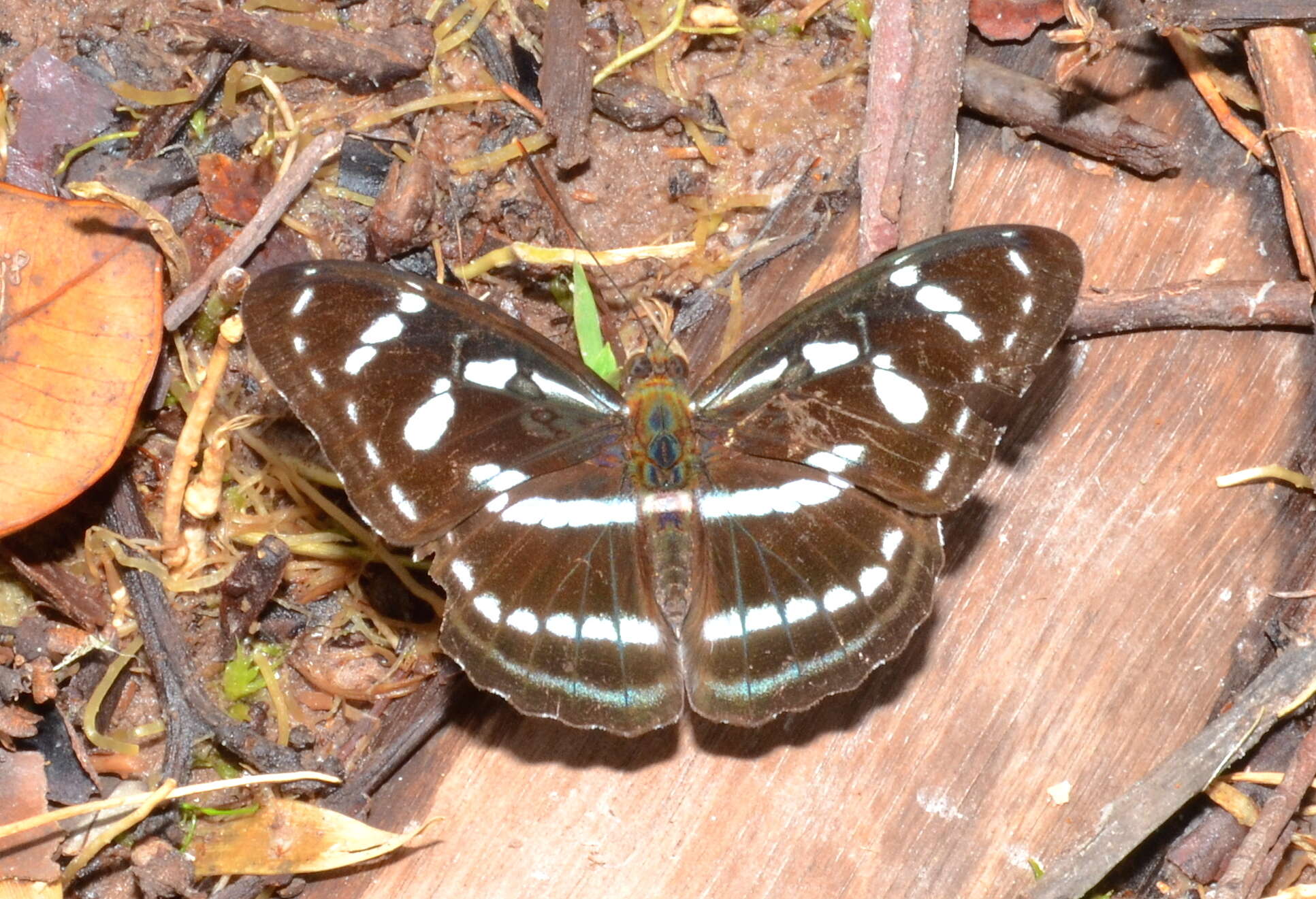 Image of Nymphalidae