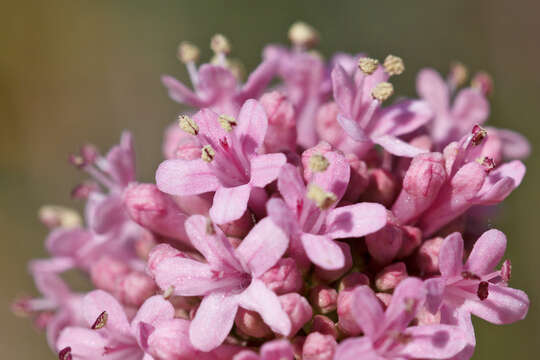 Image of Valeriana dioscoridis Sibth. & Sm.