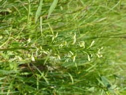 Platanthera lacera (Michx.) G. Don resmi