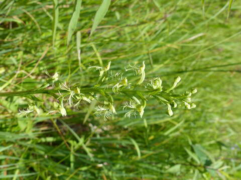 Image of Green fringed orchid