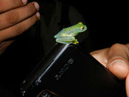Image of Cochran glass frogs