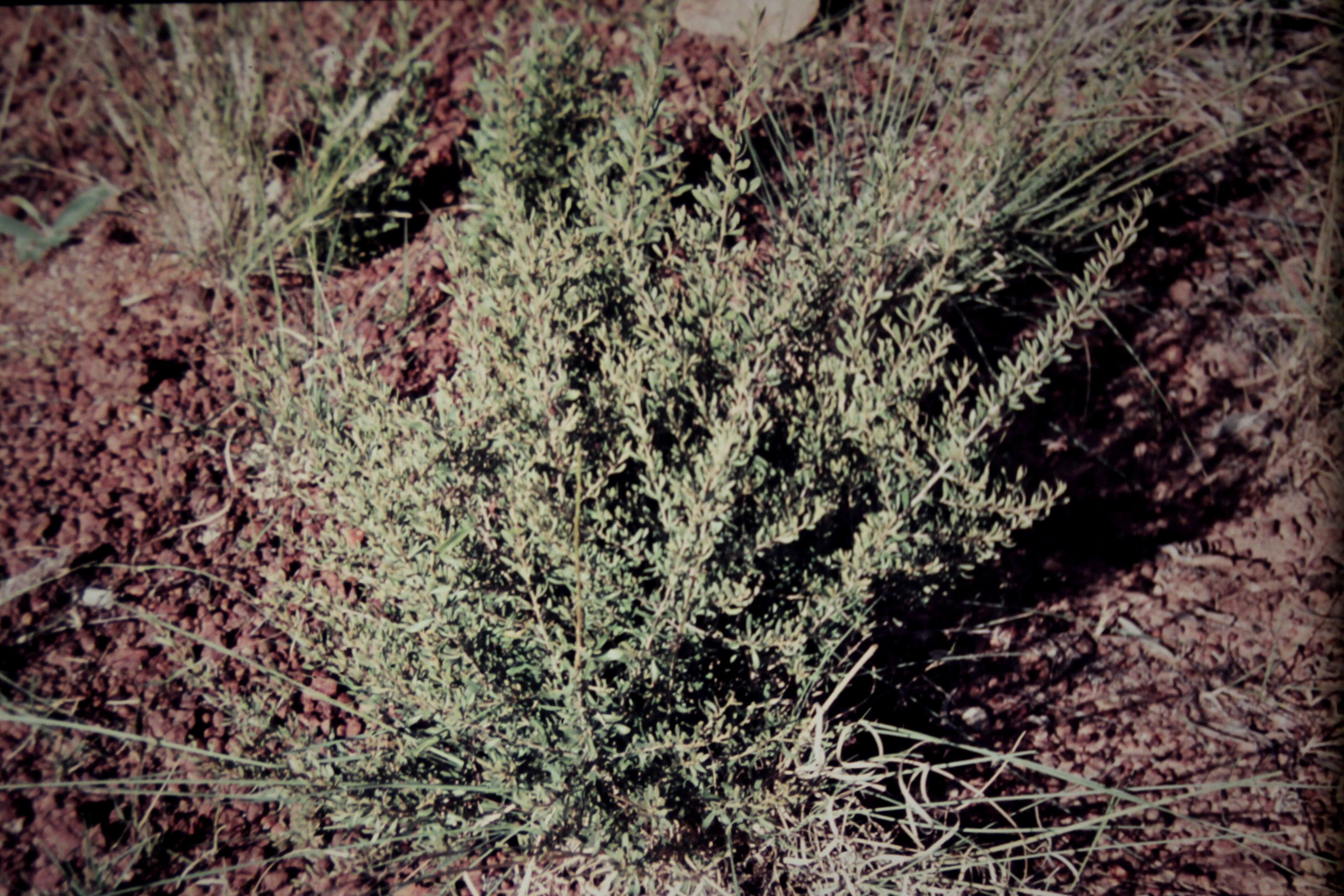 Image of Scaevola parvifolia F. Müll. ex Benth.