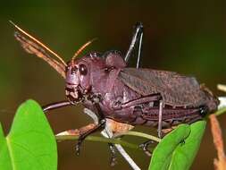 Image of lubber grasshopper