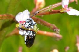 Sivun Stylidium crassifolium R. Br. kuva