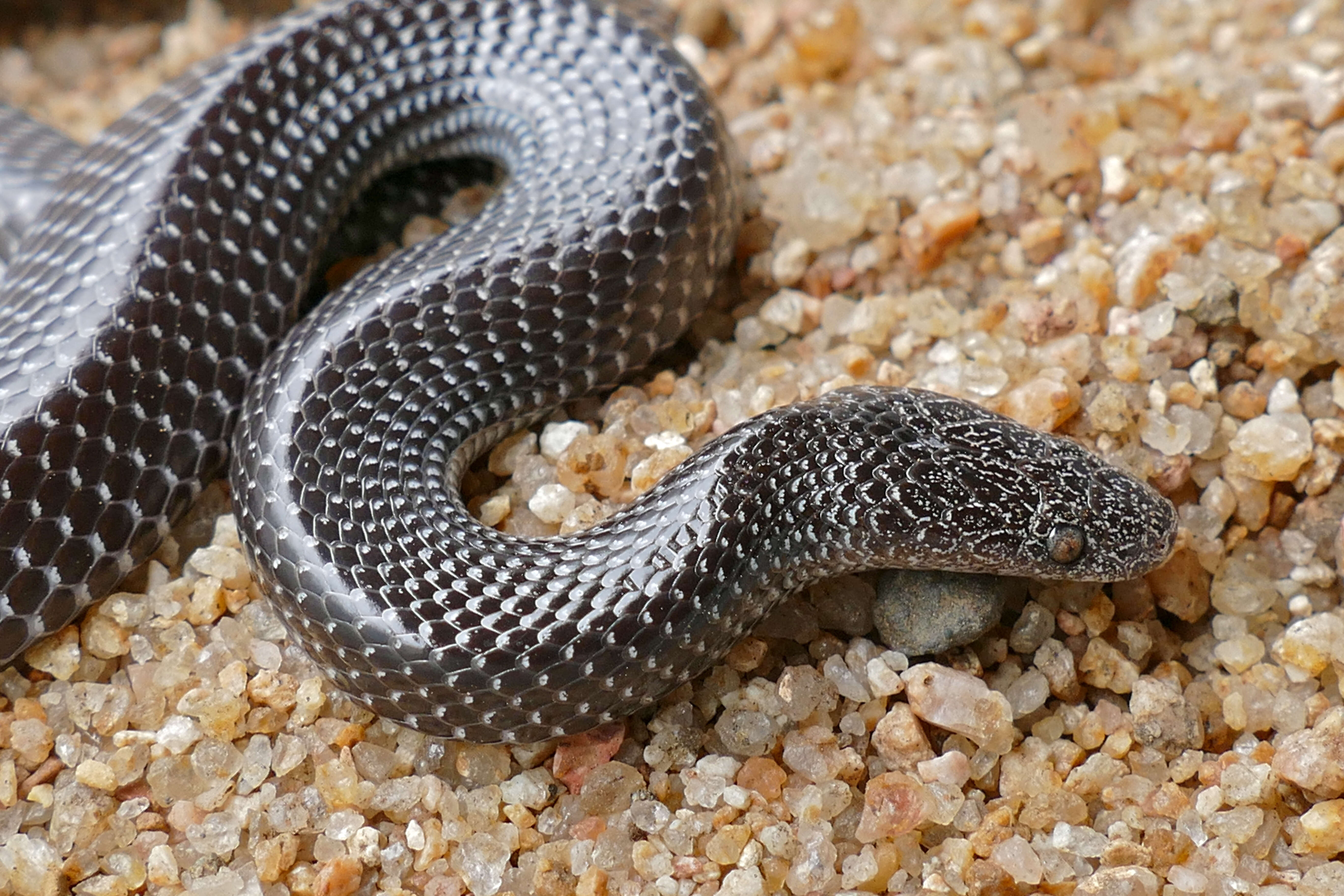 Image of Common Wolf Snake