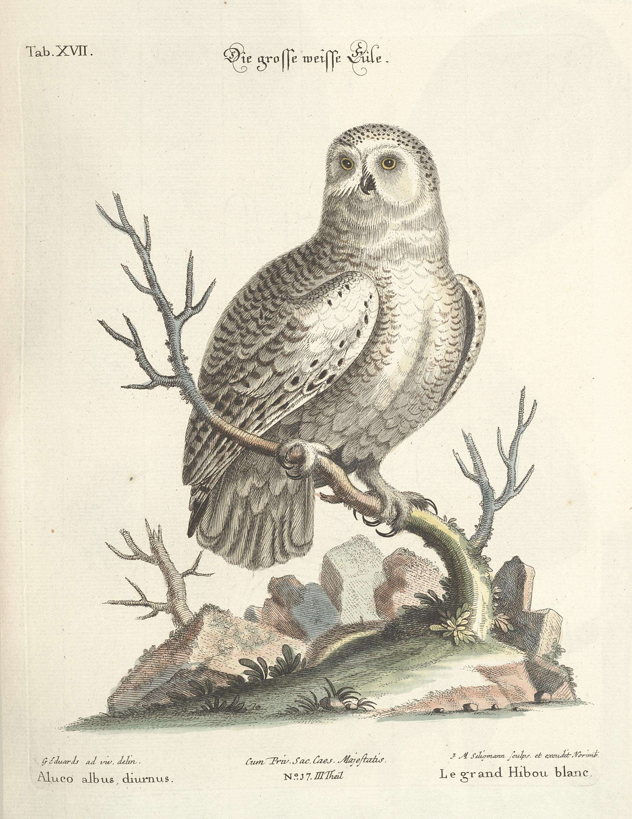 Image of Eagle-owls