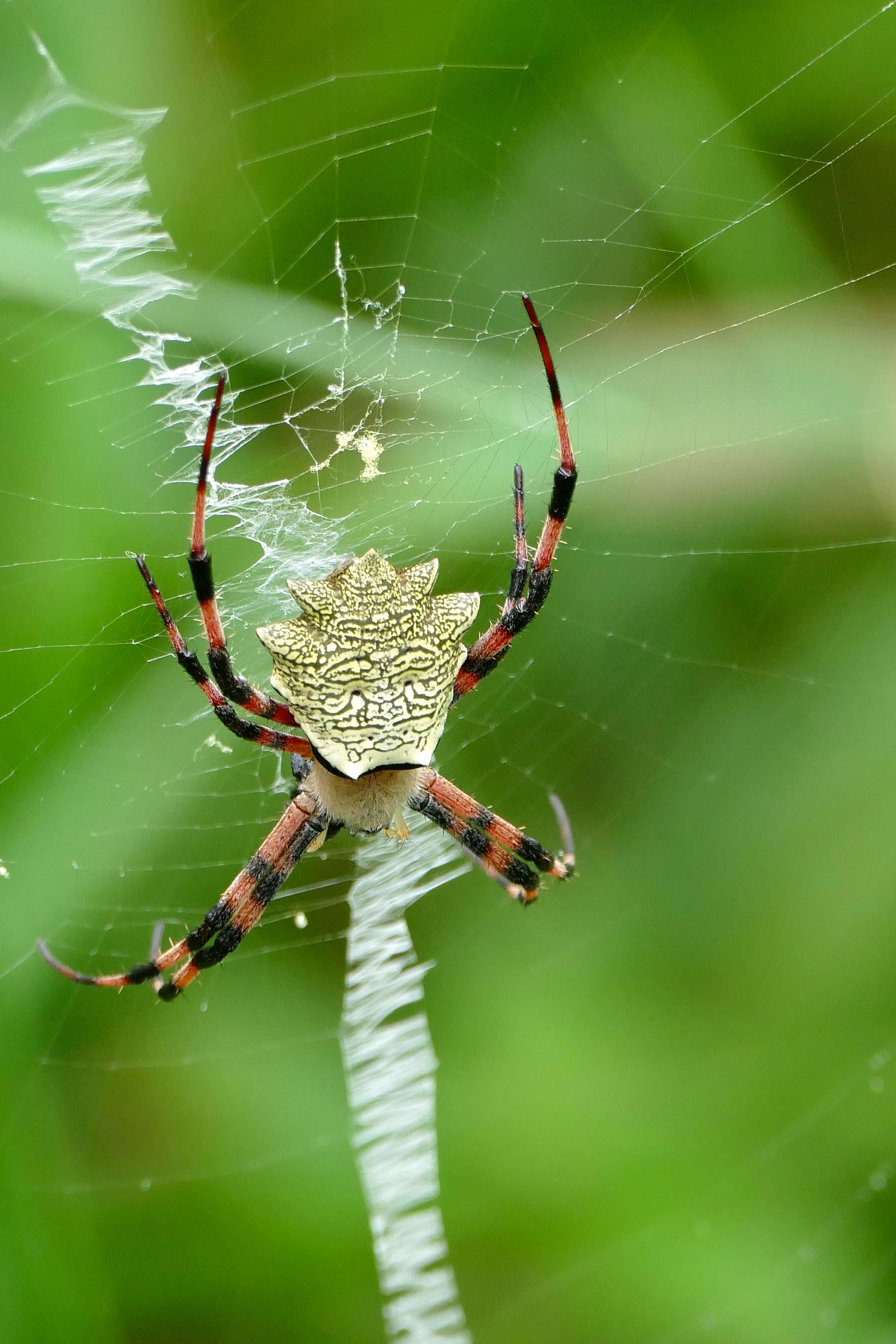 Image of Argiope flavipalpis (Lucas 1858)