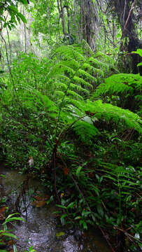 Cyathea microdonta (Desv.) Domin的圖片