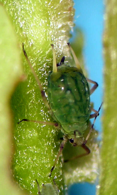 Image of Aphis (Aphis) farinosa Gmelin & J. F. 1790
