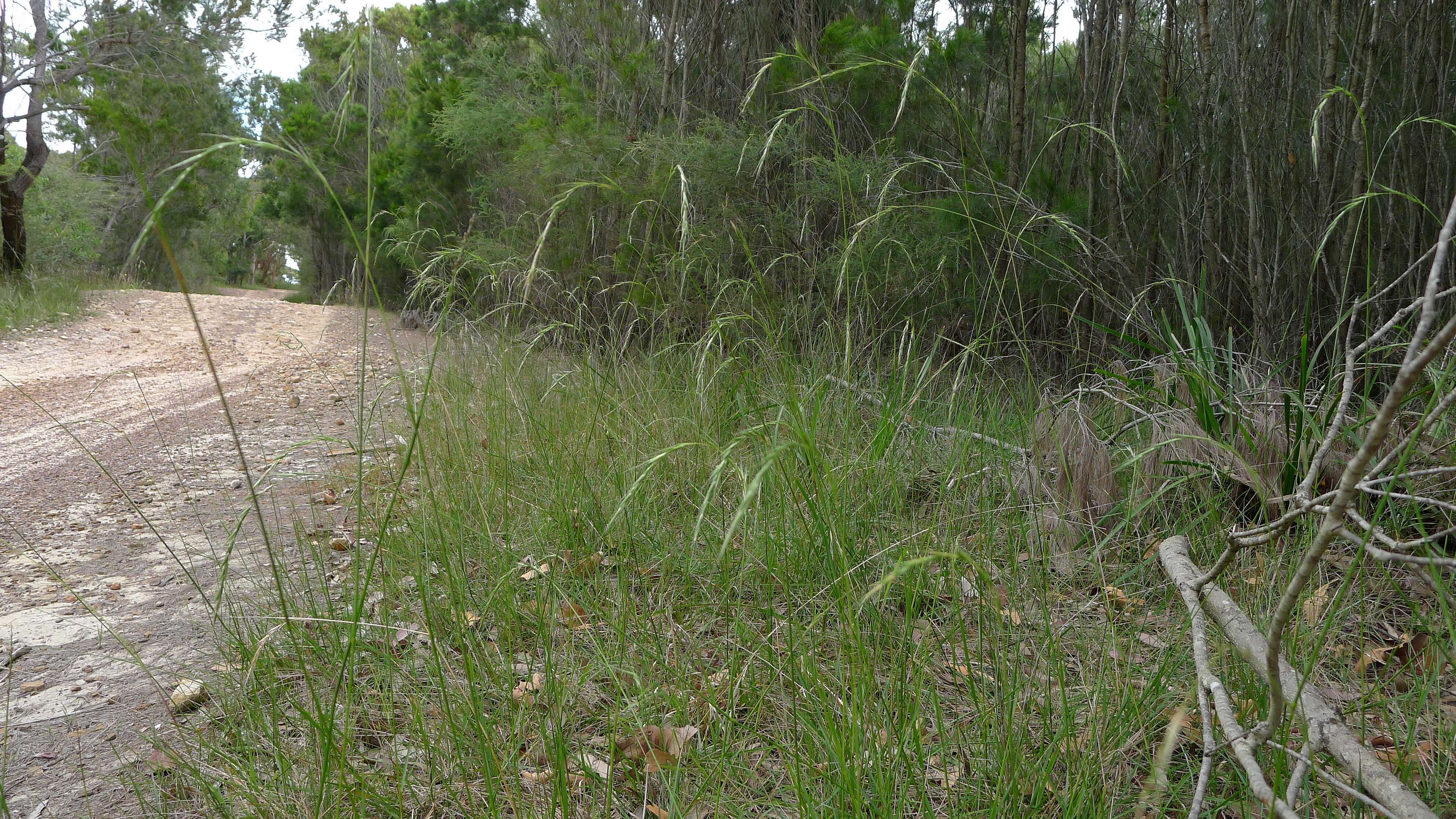 Image of Weeping Grass