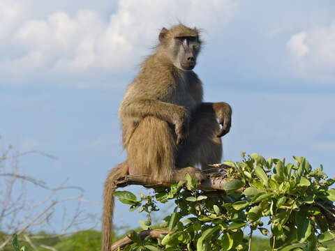 Image de Babouin chacma