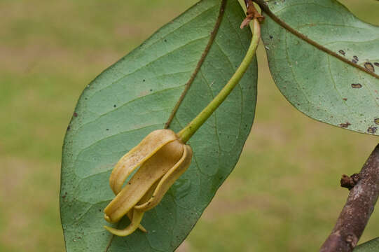 Image of Desmopsis panamensis (B. L. Rob.) Saff.