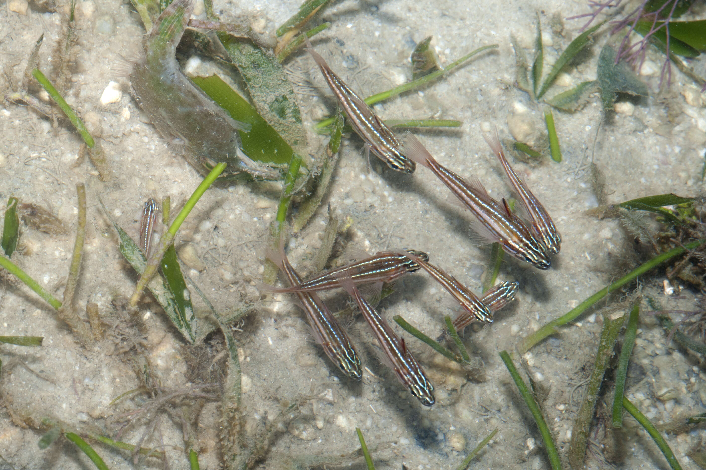 Sivun Ostorhinchus margaritophorus (Bleeker 1855) kuva