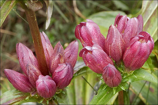 Image of Gentiana pannonica Scop.