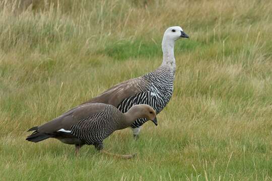 Image of magellan goose, upland goose