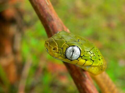 Image of Green Cat Snake