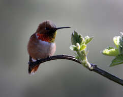 Image de Colibri roux