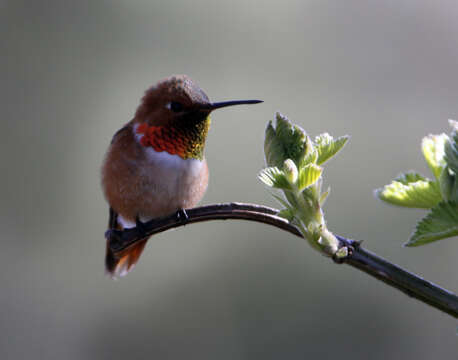 Image of Rufous Hummingbird