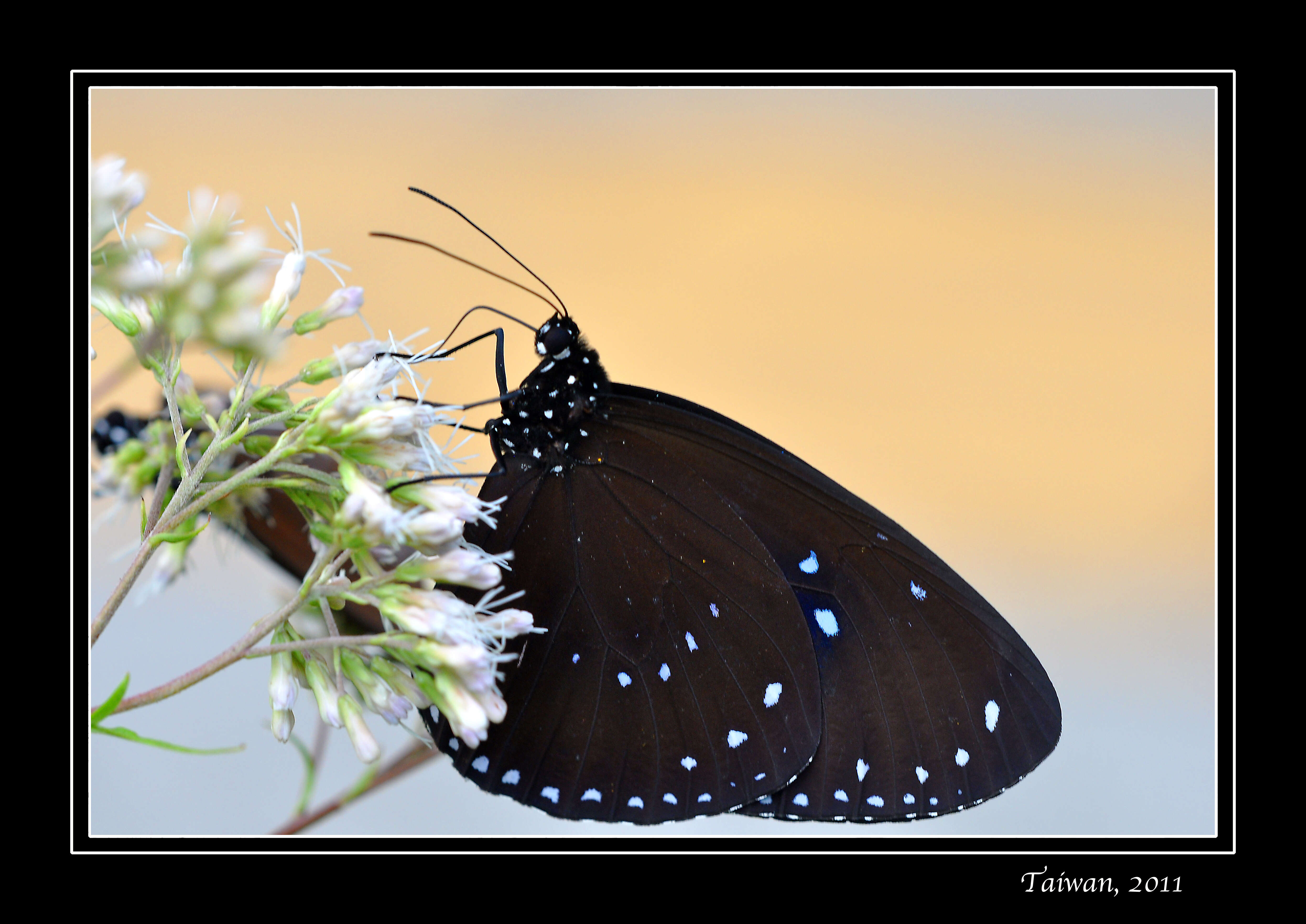 Image of Striped Blue Crow