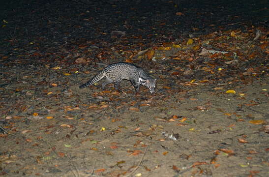 Image of Oriental Civet