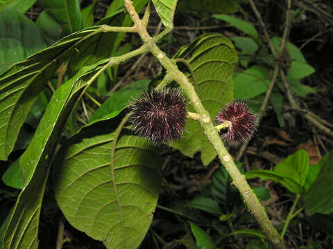 Image of Sloanea rugosa D. A. Smith