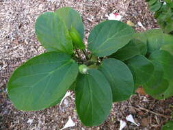 Image of white Kauai rosemallow