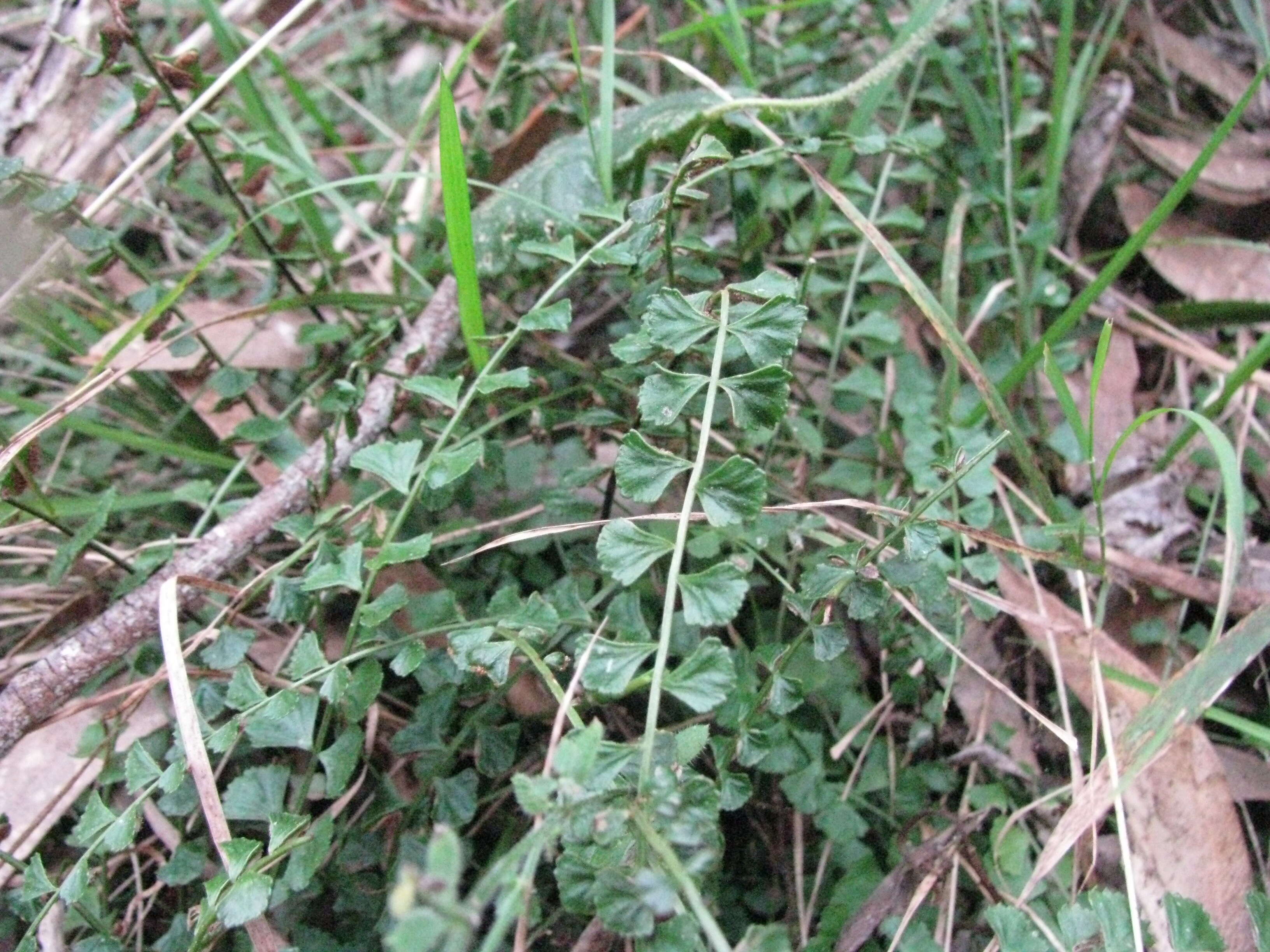 Image of Asplenium flabellifolium Cav.
