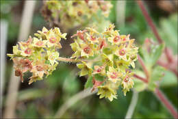 Image of <i>Alchemilla flabelata</i>