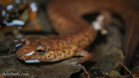 Image of Spring Salamander