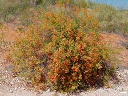 Hermannia burchellii (Sweet) Verdoorn的圖片