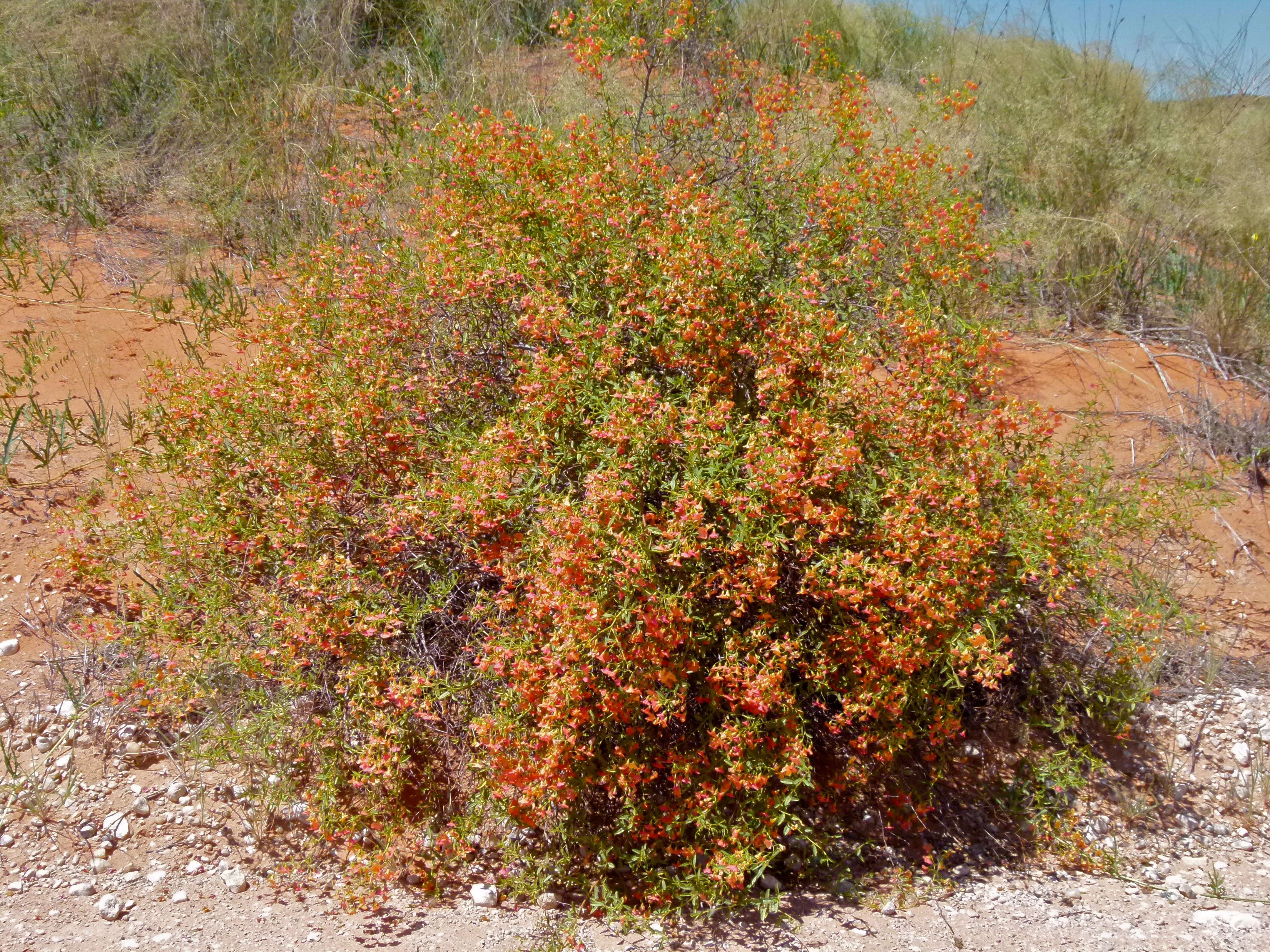 Image of Hermannia burchellii (Sweet) Verdoorn