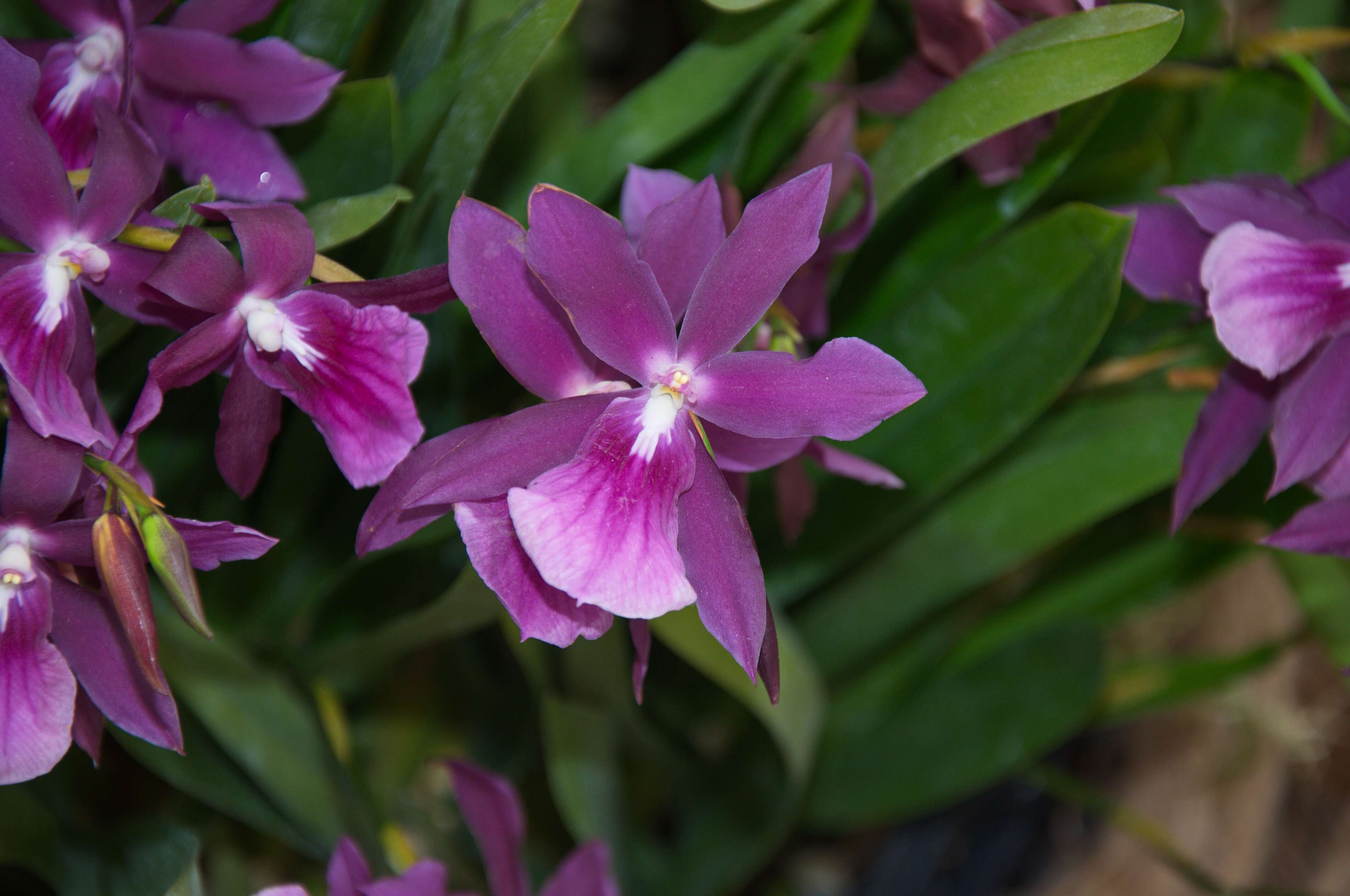 Image of Miltonia