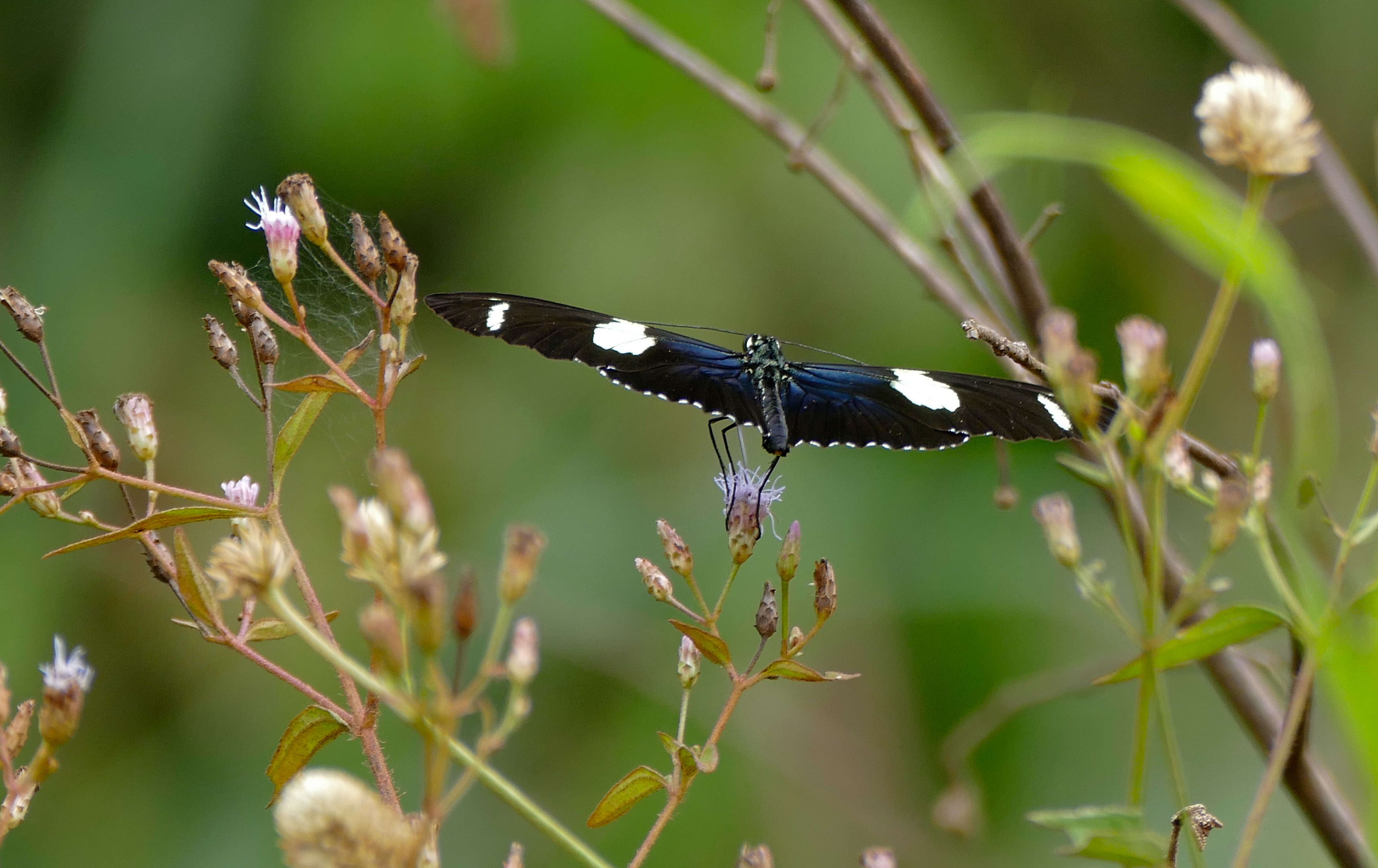 Image of Heliconius wallacei Reakirt 1866