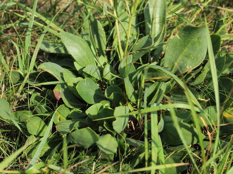 صورة Lepidium cartilagineum (J. Mayer) Thell.