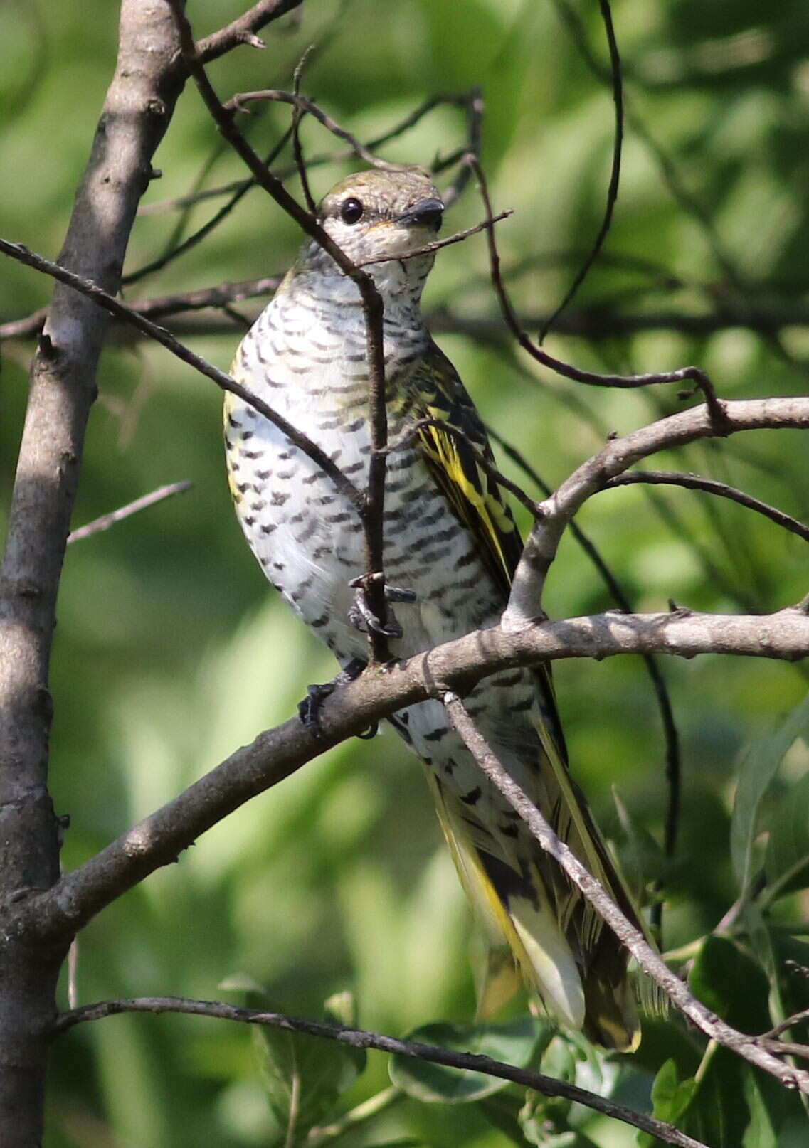 Image of Campephaga Vieillot 1816