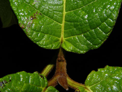 Ficus matiziana Dugand的圖片