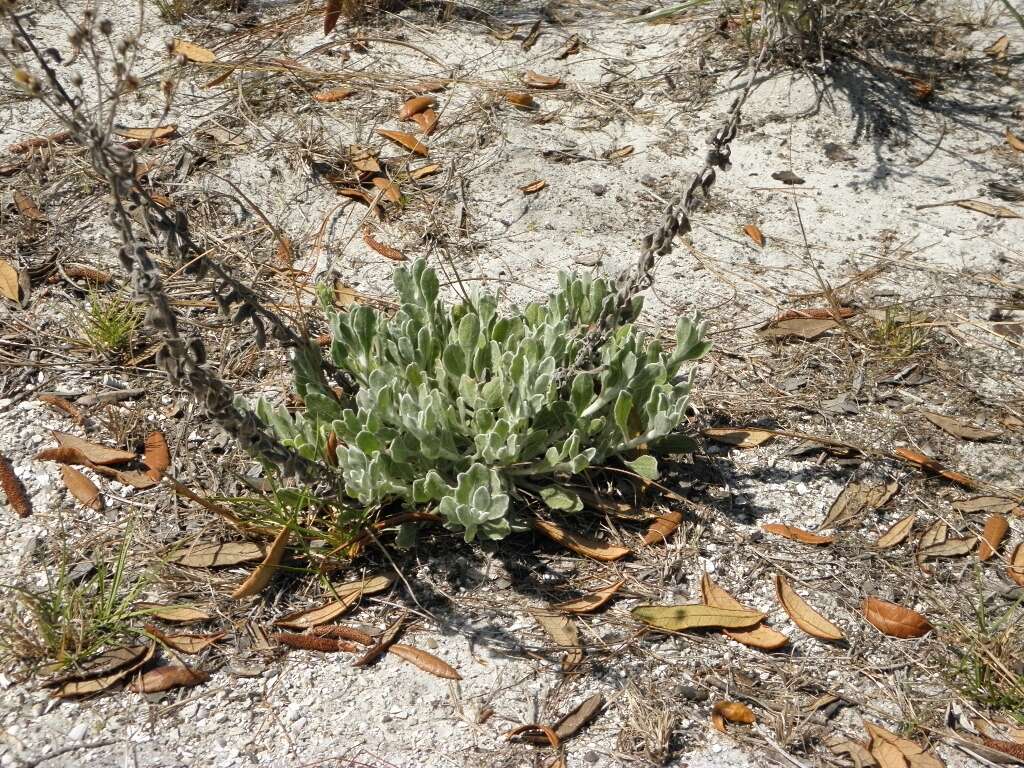 Image of goldenaster