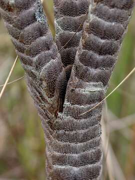 Image of Velloziaceae