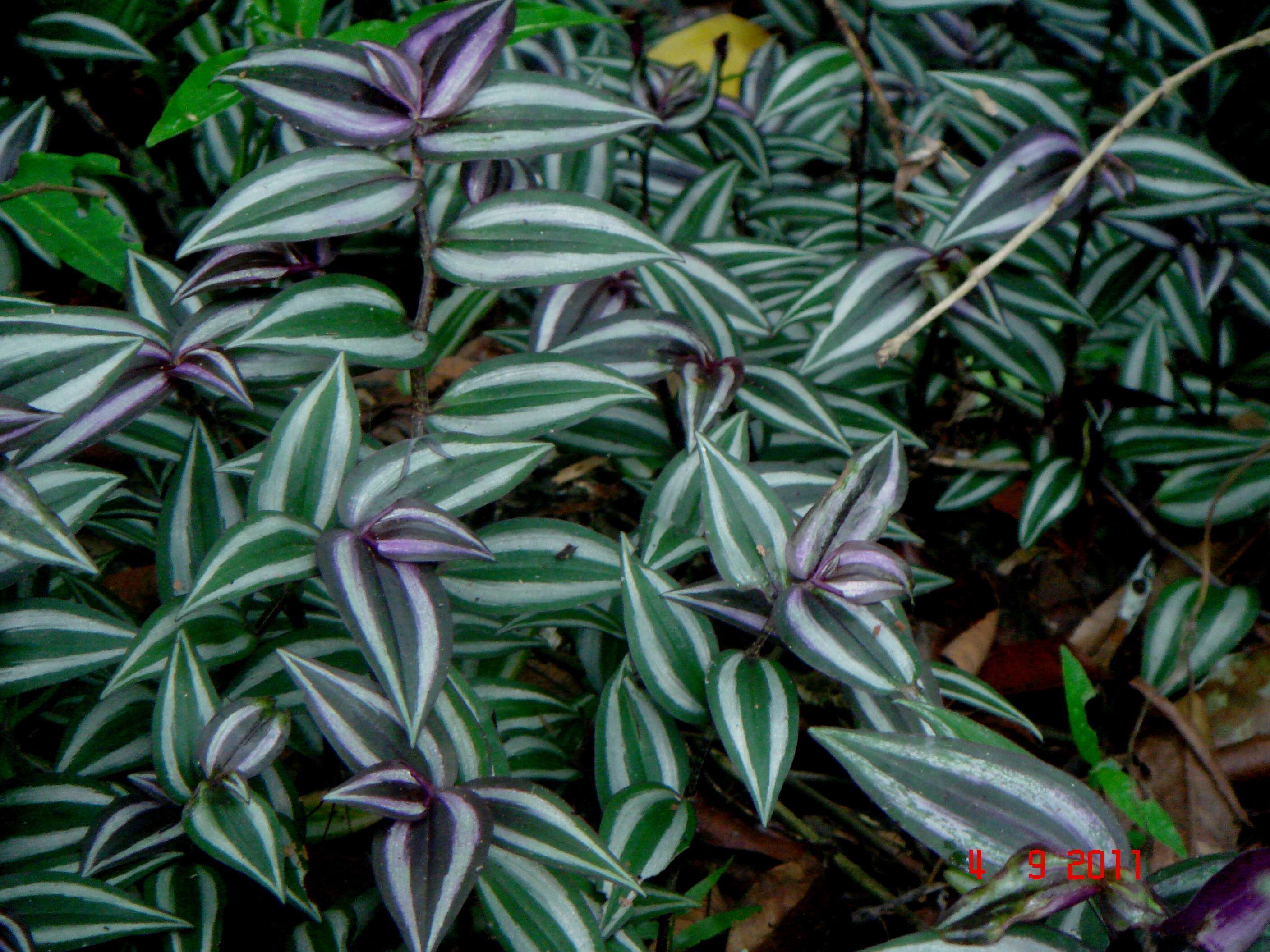 Image of spiderwort