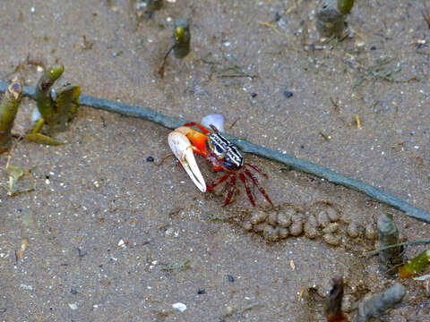 Image of Fiddler crab