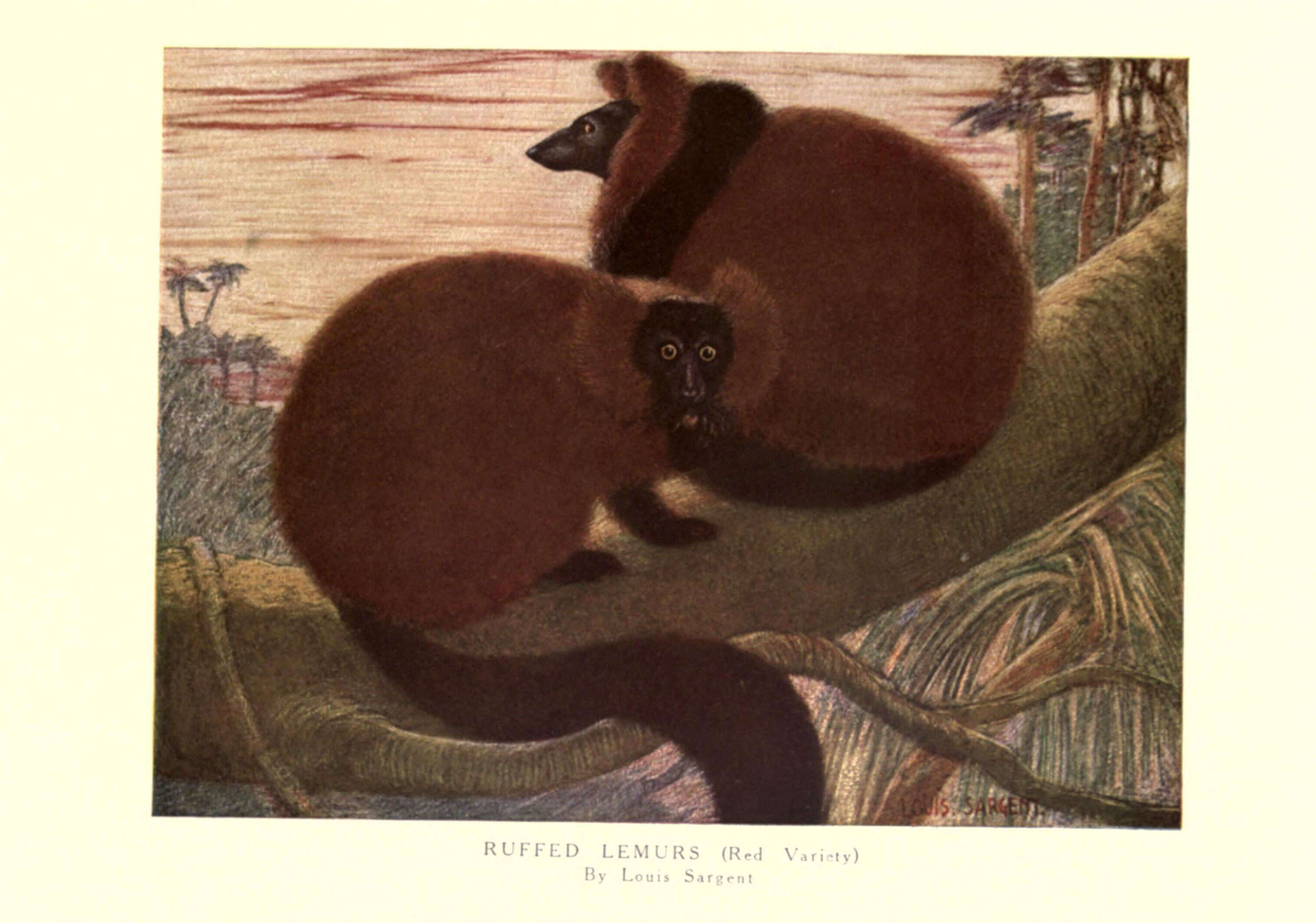 Image of Black-and-white Ruffed Lemur